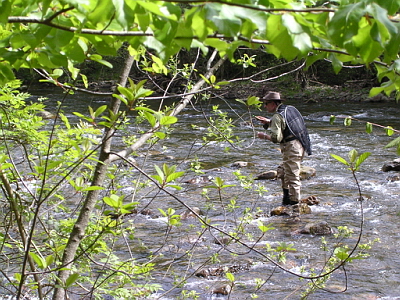 truchas en asturias,pesca truchas,asturias mosca,pesca a mosca pesca mosca